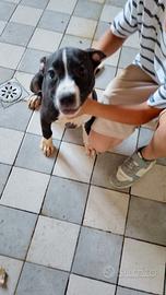 Pitbull terrier originali