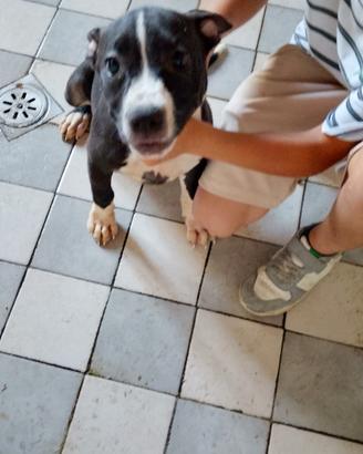 Pitbull terrier originali