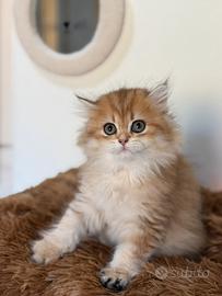 Cuccioli British Longhair