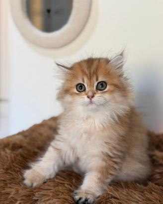 Cuccioli British Longhair