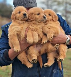 Cucciole di golden retriever usa-m.lab
