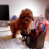 Cuccioli di barboncino e maltipoo piccolissimi