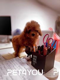 Cuccioli di barboncino e maltipoo piccolissimi