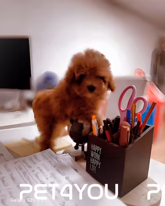 Cuccioli di barboncino e maltipoo piccolissimi