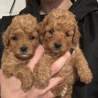 Cuccioli barboncino Toy