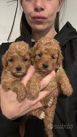 Cuccioli barboncino Toy