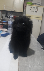 Volpini italiani neri