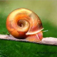 Planorbella rossa