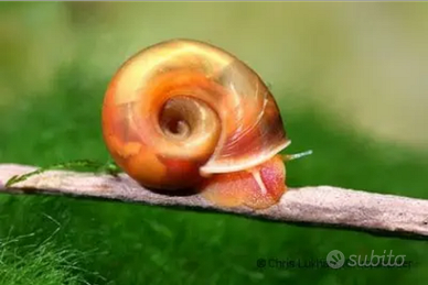 Planorbella rossa