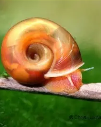 Planorbella rossa