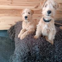Lakeland Terrier