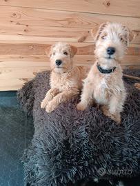 Lakeland Terrier