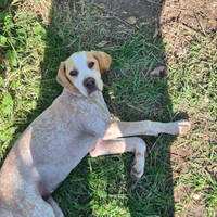 Bracco poenter da tartufo