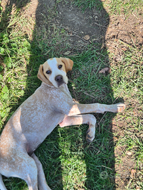 Bracco poenter da tartufo