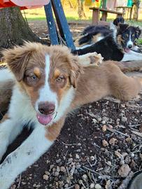 cucciolo australian shepherd pastore australiano 