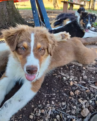 cucciolo australian shepherd pastore australiano 