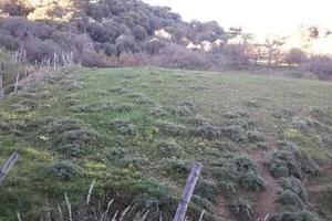 RGE 6/2015 Trib ENNA - LOTTO 4