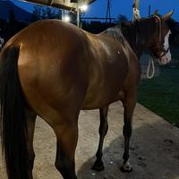 Paint horse