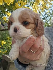 Cucciolini cavalier king