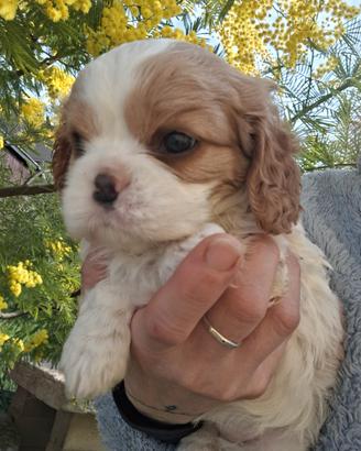 Cucciolini cavalier king