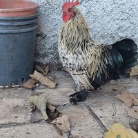 Gallo nano calzato stupendo