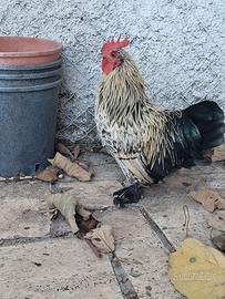 Gallo nano calzato stupendo