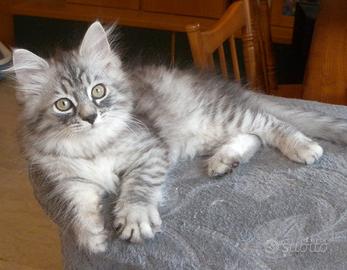Cuccioli di gatto Siberiano