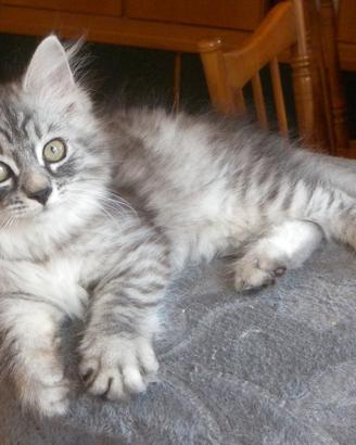 Cuccioli di gatto Siberiano