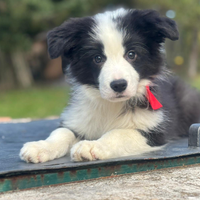 Meravigliosi Cuccioli di Border Collie Pedigree