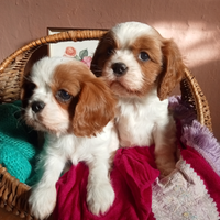 Cavalier king cuccioli