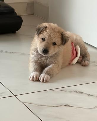 Cucciolo dolcissimo