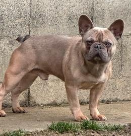 Bulldog francese MONTA SUPERLATIVO