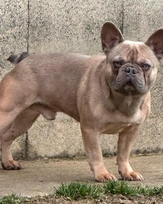 Bulldog francese MONTA SUPERLATIVO