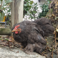 Cocincina nano galli