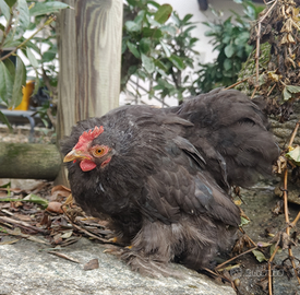 Cocincina nano galli