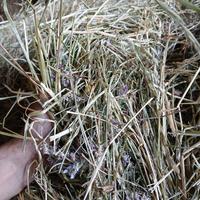 Fieno Bio per cavalli e bovini