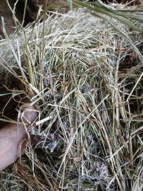 Fieno Bio per cavalli e bovini