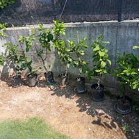 Piantina Limoni