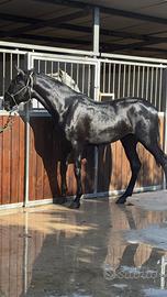 Cavallo Pre