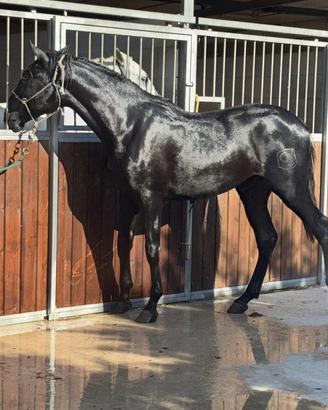 Cavallo Pre