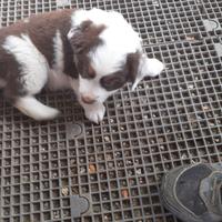Cani piccola taglia