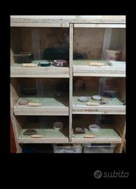 terrario a sei teche 