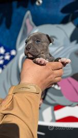 Cucciola di American Pitbull Terrier