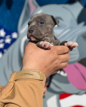 Cucciola di American Pitbull Terrier