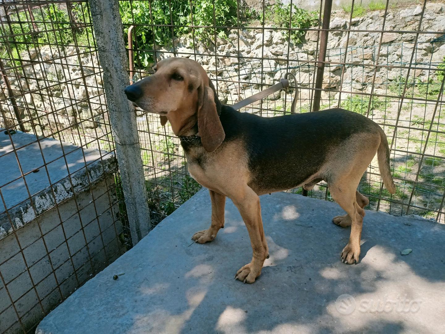 Segugio Italiano - Animali In vendita a Benevento