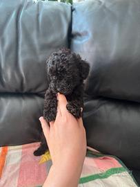 Cuccioli di Barboncino