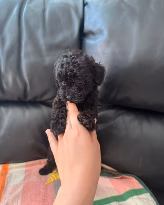 Cuccioli di Barboncino