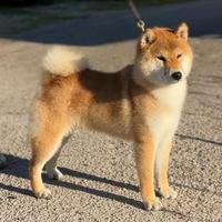 Cani in famiglia shiba inu