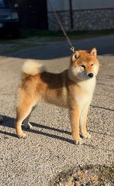 Cani in famiglia shiba inu