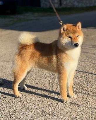 Cani in famiglia shiba inu